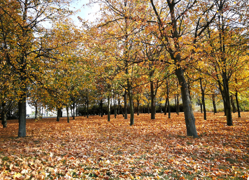 porcelana,B-line,porcelain,Chodzież,Maria Teresa,ceramika,ceramic,filiżanka,zastawa stołowa,