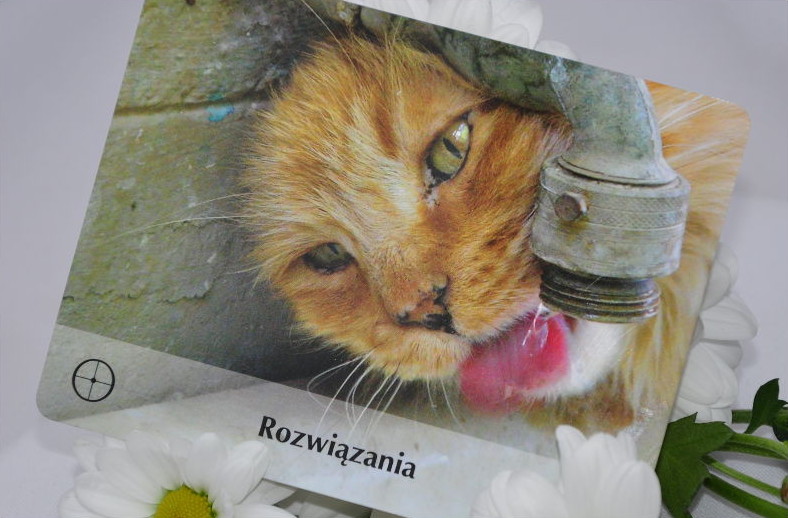 praca,zaangażowanie,rozwiązania,POY,