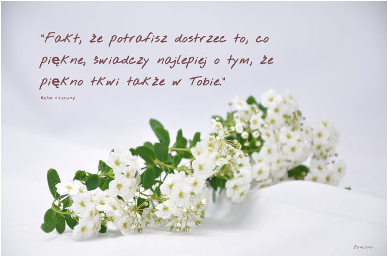 Tawula, cytat, cytaty, aforyzmy, piękno, maj, zieleń, życie, widzieć, patrzeć, nie odwracać wzroku,