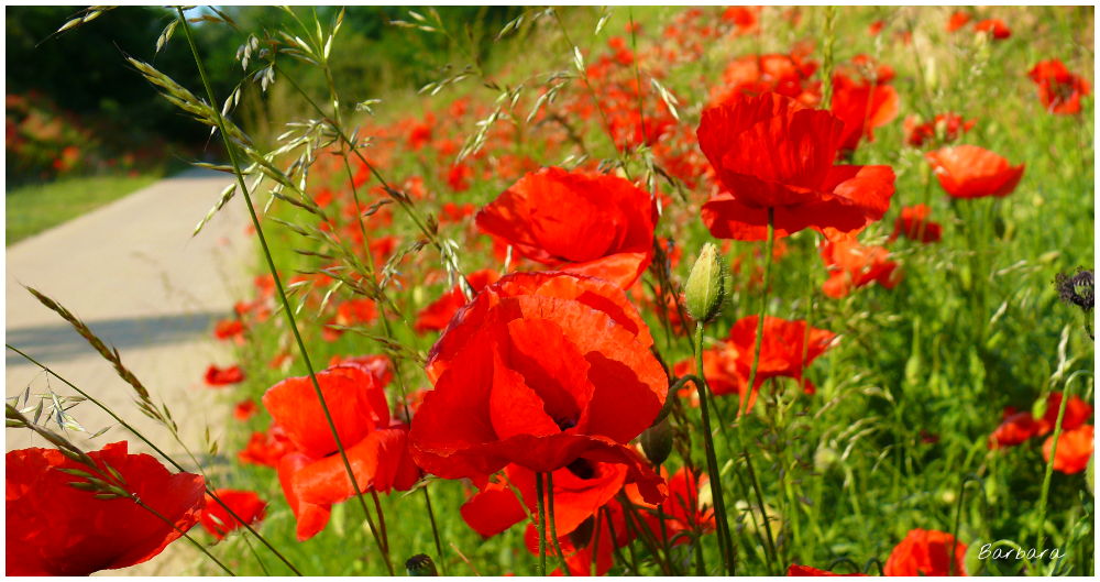 dzień kobiet, kobiet, święto, rozwój, coaching, prezent, kwiaty, dzień, droga, podróż, kobieta,goździk, róża, życzenia