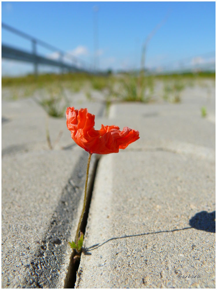 dzień kobiet, kobiet, święto, rozwój, coaching, prezent, kwiaty, dzień, droga, podróż, kobieta,goździk, róża, życzenia