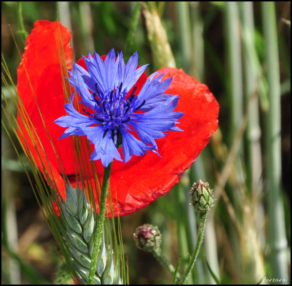 chbry, chabrowa rozkosz, małżeństwo, dusza, połączenie dusz, biżuteria ślubna, soutache, sutasz, bigle, srebrne bigle, kolczyki ślubne, kolczyki, kwiaty, kamienie, koraliki, maki, kwiaty polne, natura, miłość,