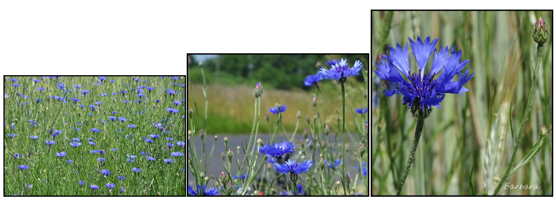chbry, chabrowa rozkosz, małżeństwo, dusza, połączenie dusz, biżuteria ślubna, soutache, sutasz, bigle, srebrne bigle, kolczyki ślubne, kolczyki, kwiaty, kamienie, koraliki, kwiaty polne, krajobraz, natura,