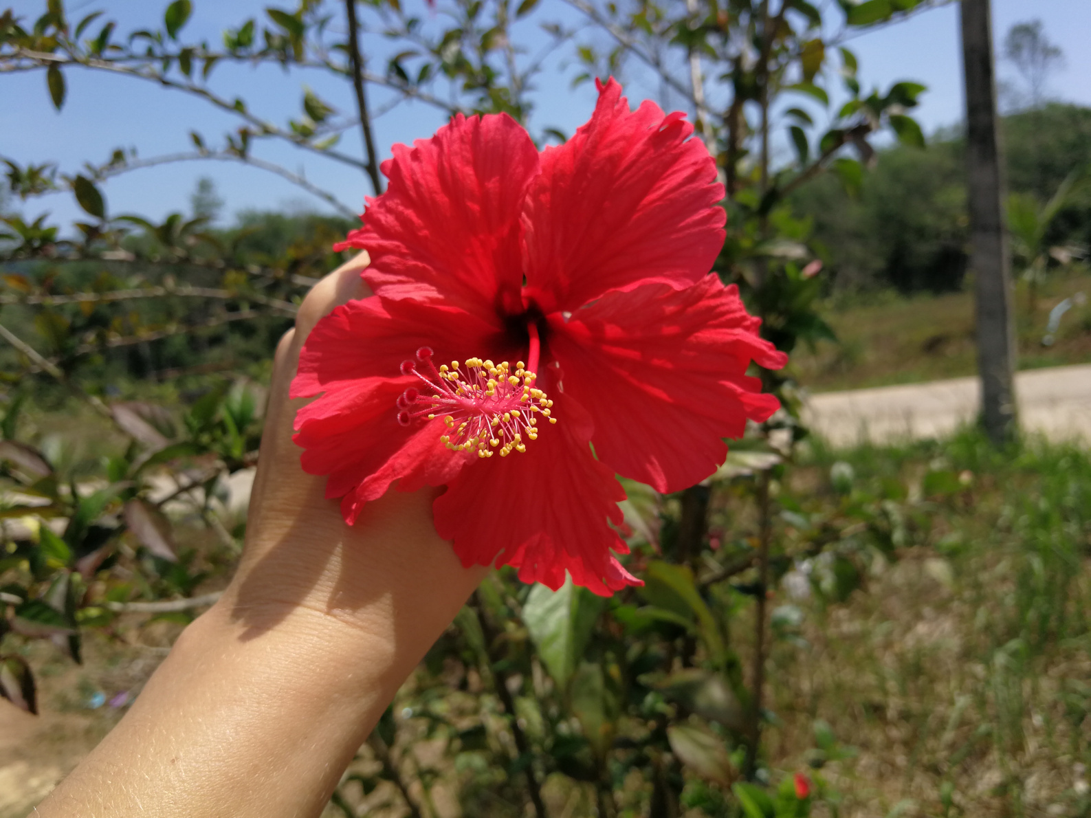Thailand,Koh Yao Noi, Ketmia róża chińska, Hibiskus