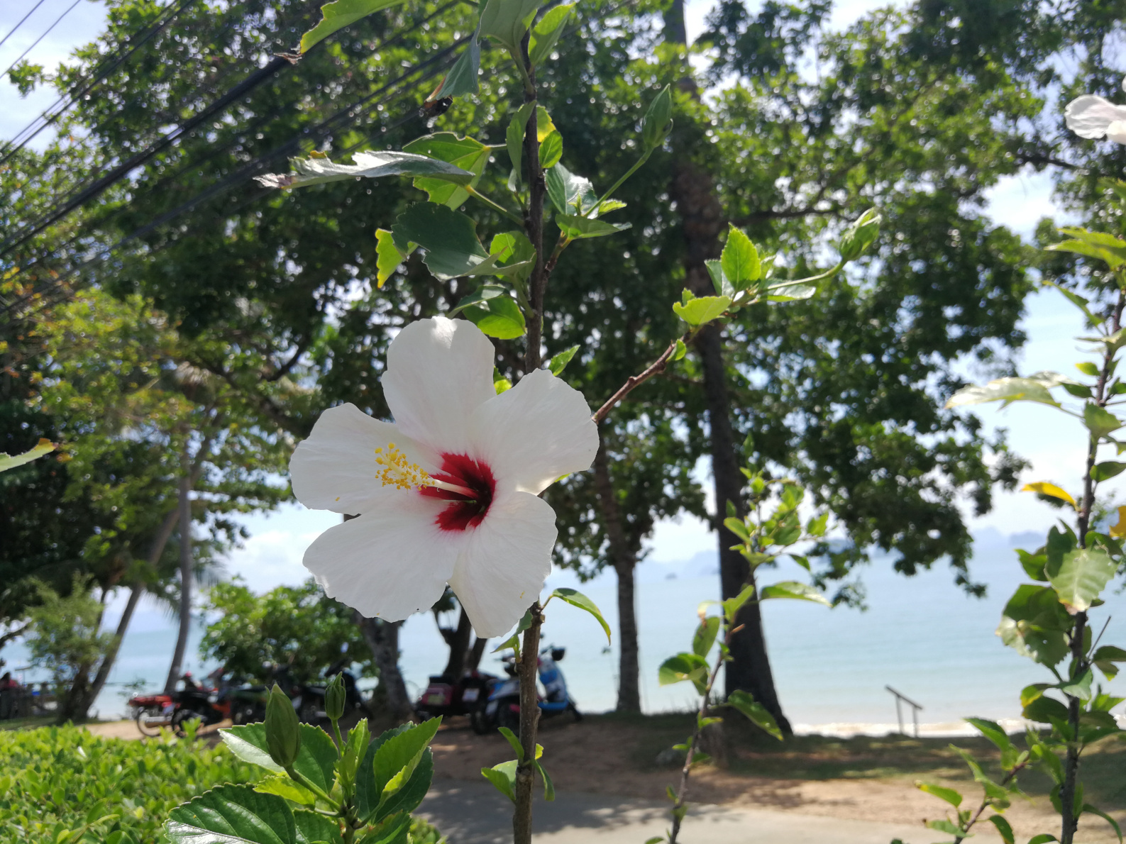 Thailand,Koh Yao Noi, Ketmia róża chińska, Hibiskus