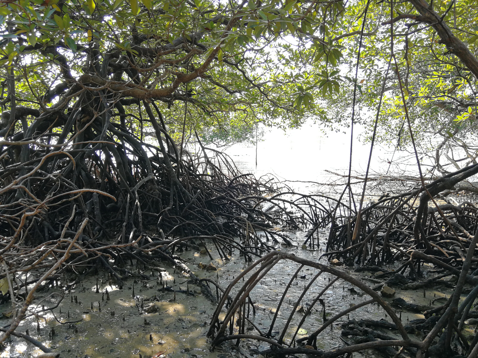 Thailand,Koh Yao Noi,Holy Spring Water,namorzyny,mangrove forest