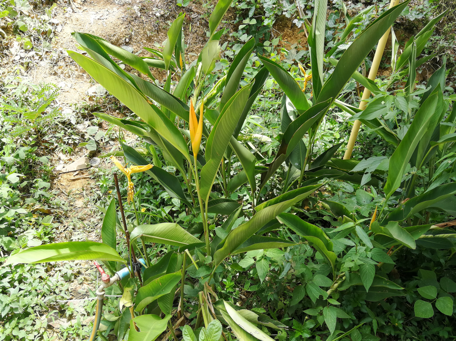 Thailand,Koh Yao Noi, Helikonia papuzia,rajski kwiat