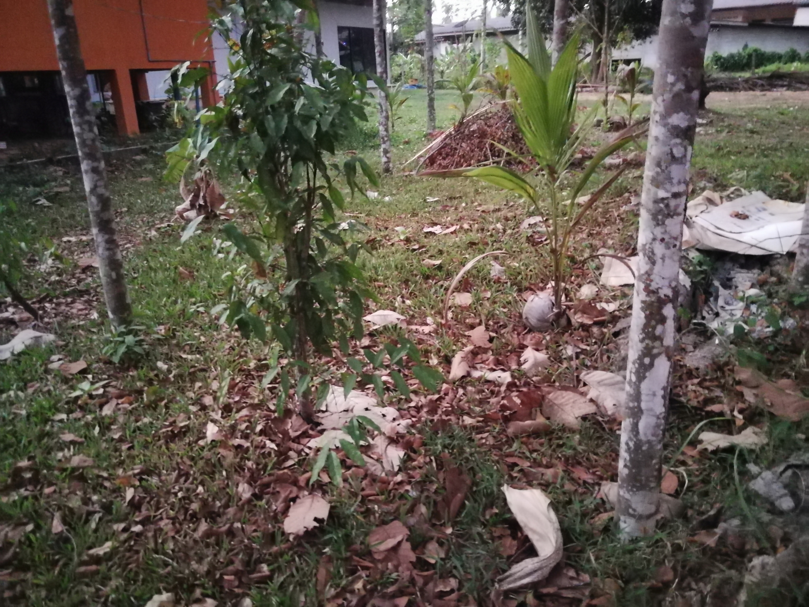 Thailand,Koh yao Noi, drzewa kokosowe