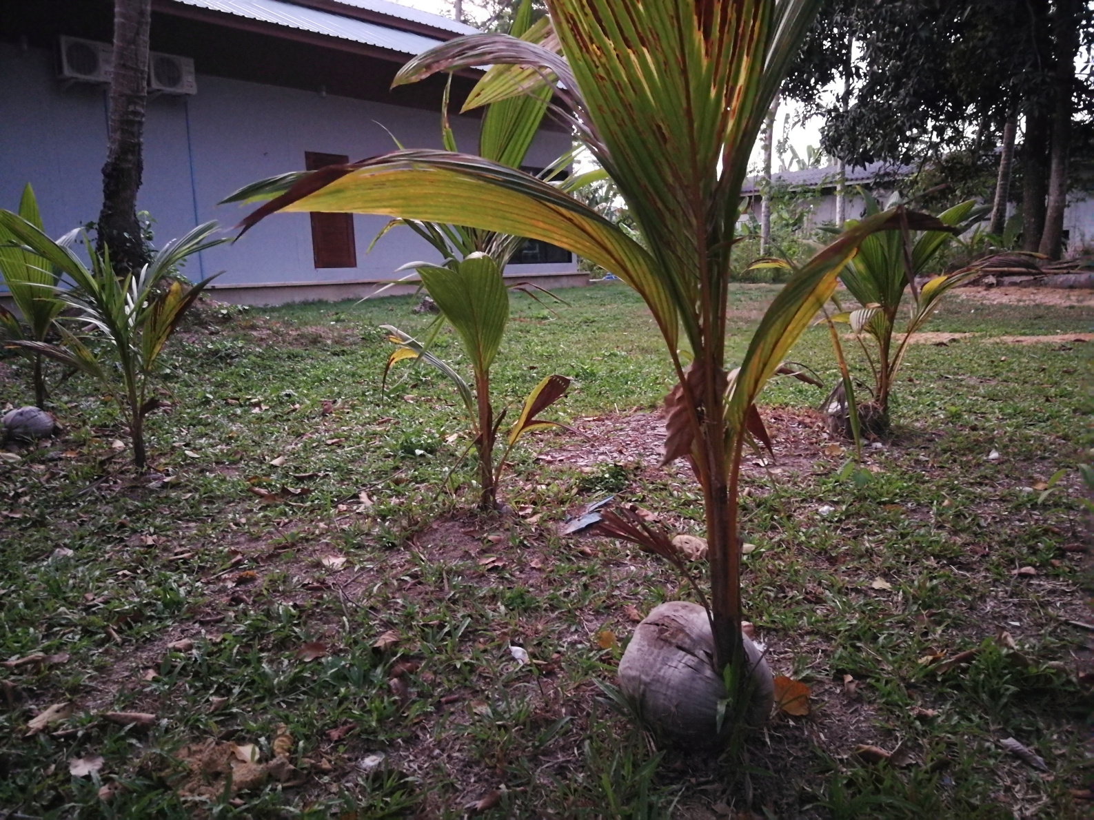 Thailand,Koh yao Noi, drzewa kokosowe