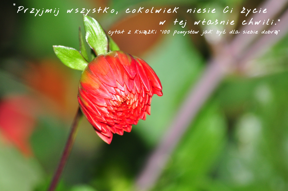 cytat, tydzień, tygodnia, pomysł, kwiat, georginia, przyjmij, życie, chwili, szczęście, szczęścia, 